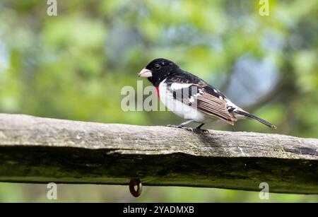 Nahaufnahme eines männlichen Rosenschnabels in Zuchtgefieder, der während des Frühlingszuges auf einem Baumstamm thront, Ontario, Kanada Stockfoto