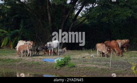 Einheimische thailändische Kühe im ländlichen Grasland. Kühe fressen auf natürliche Weise Gras. Stockfoto