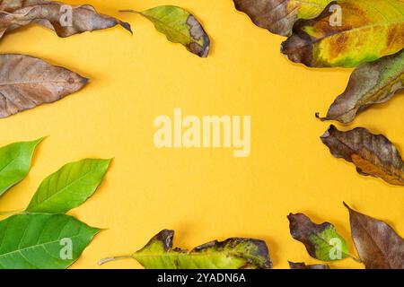Eine flache Schicht verschiedener Blätter auf einem hellgelben Hintergrund. Zu den Blättern gehören frische grüne und getrocknete, bräunliche Blätter, die einen Kontrast in der Farbe erzeugen Stockfoto