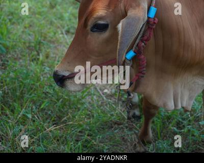 Einheimische thailändische Kühe im ländlichen Grasland. Kühe fressen auf natürliche Weise Gras. Stockfoto