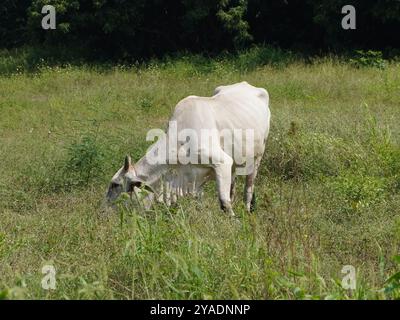 Einheimische thailändische Kühe im ländlichen Grasland. Kühe fressen auf natürliche Weise Gras. Stockfoto