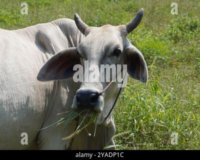 Einheimische thailändische Kühe im ländlichen Grasland. Kühe fressen auf natürliche Weise Gras. Stockfoto