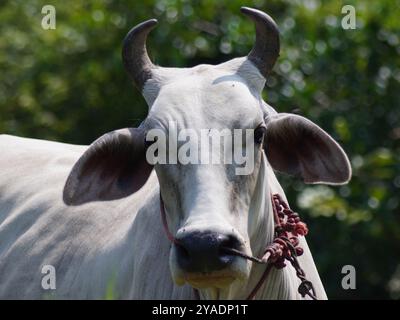 Einheimische thailändische Kühe im ländlichen Grasland. Kühe fressen auf natürliche Weise Gras. Stockfoto