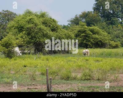 Einheimische thailändische Kühe im ländlichen Grasland. Kühe fressen auf natürliche Weise Gras. Stockfoto