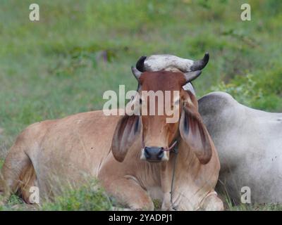 Einheimische thailändische Kühe im ländlichen Grasland. Kühe fressen auf natürliche Weise Gras. Stockfoto