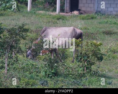 Einheimische thailändische Kühe im ländlichen Grasland. Kühe fressen auf natürliche Weise Gras. Stockfoto