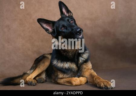 Liegender Deutscher Schäferhund Rot-Schwarz Farbe Indoor im Studio auf braunem Hintergrund Stockfoto