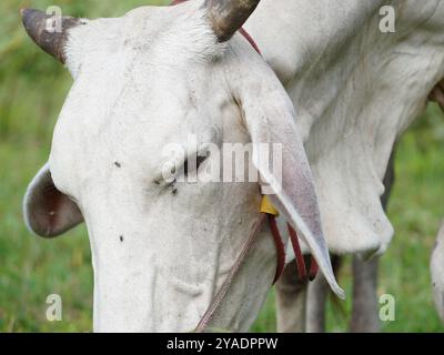 Einheimische thailändische Kühe im ländlichen Grasland. Kühe fressen auf natürliche Weise Gras. Stockfoto