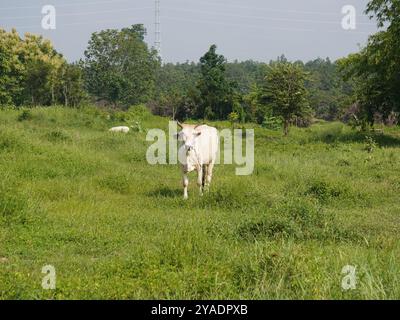 Einheimische thailändische Kühe im ländlichen Grasland. Kühe fressen auf natürliche Weise Gras. Stockfoto