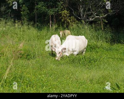 Einheimische thailändische Kühe im ländlichen Grasland. Kühe fressen auf natürliche Weise Gras. Stockfoto