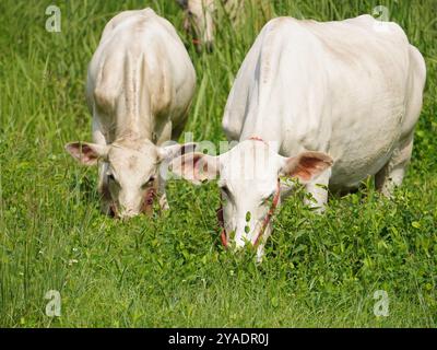 Einheimische thailändische Kühe im ländlichen Grasland. Kühe fressen auf natürliche Weise Gras. Stockfoto