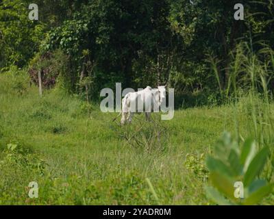 Einheimische thailändische Kühe im ländlichen Grasland. Kühe fressen auf natürliche Weise Gras. Stockfoto