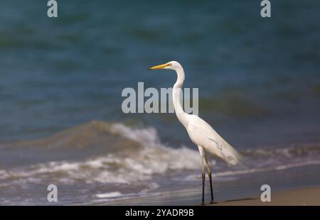 Großer Egret am Meer, in Mannar, Sri Lanka Stockfoto