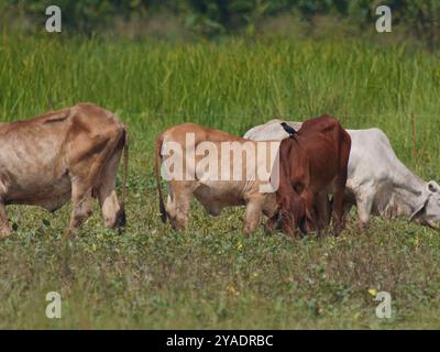 Einheimische thailändische Kühe im ländlichen Grasland. Kühe fressen auf natürliche Weise Gras. Stockfoto