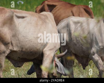Einheimische thailändische Kühe im ländlichen Grasland. Kühe fressen auf natürliche Weise Gras. Stockfoto