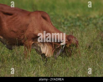 Einheimische thailändische Kühe im ländlichen Grasland. Kühe fressen auf natürliche Weise Gras. Stockfoto