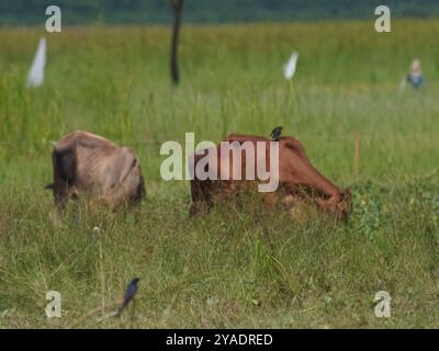 Einheimische thailändische Kühe im ländlichen Grasland. Kühe fressen auf natürliche Weise Gras. Stockfoto
