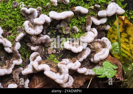 Detaillierte Nahaufnahme einzigartiger Pilze, die unter Moos auf einem Waldboden wachsen und die komplexen Strukturen und Formen der Natur zeigen. Stockfoto