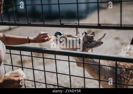 Die Person füttert Hirsche durch einen Zaun im Wildpark Stockfoto