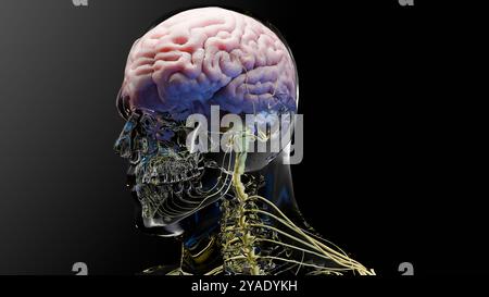 Anatomie des menschlichen Hirnnervensystems, medizinisches Diagramm. Medizinisch genaue Anatomie Geist, Zentralorgan rotierend, realistische Illustration, Talgkolben, Stockfoto