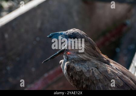 HAMERKOP (Scopus umbretta) - Viktoriasee - Ssese Island Stockfoto