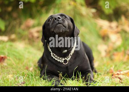 Bezaubernder Labrador Retriever Hund, der auf grünem Gras liegt Stockfoto