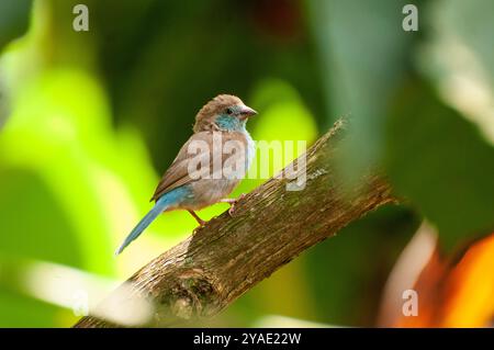 ROTWANGEN-CORDON BLEU (Uraeginthus bengalus) - Kasangati - Uganda Stockfoto