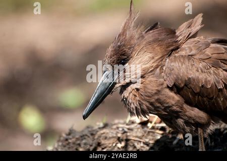 HAMERKOP (Scopus umbretta) - Viktoriasee - Ssese Island Stockfoto