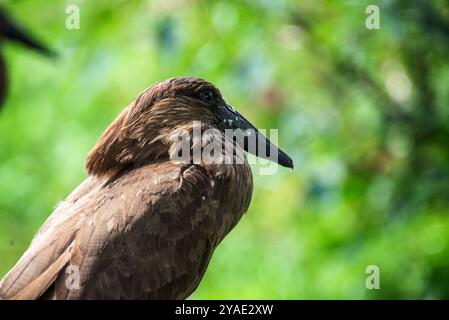 HAMERKOP (Scopus umbretta) - Viktoriasee - Ssese Island Stockfoto