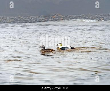 Paare gemeiner Eider schwimmen in arktischen Gewässern Besselsbreen, Barentsinseln auf den Svalbard-Inseln Stockfoto