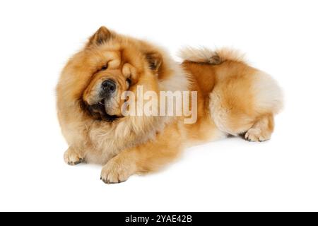 Reinrassiger roter Chow-Chow-Hund, der im Studio isoliert auf weißem Hintergrund liegt Stockfoto