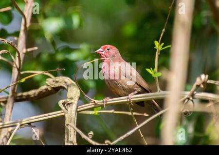 ROTSCHNABEL FIREFINCH ( Lagonosticta senegala) - Kasangati   Uganda Stockfoto