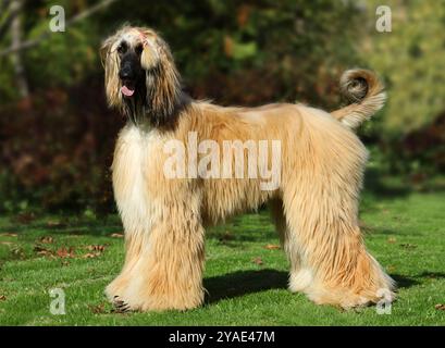 Rothaariger afghanischer Windhund-Hund spaziert im Park an einem sonnigen Sommertag Stockfoto