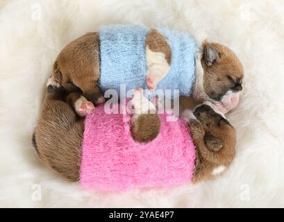 Zwei neugeborene englische Bulldog-Welpen in Kleidung, die drinnen auf einem Pelzteppich schlafen Stockfoto