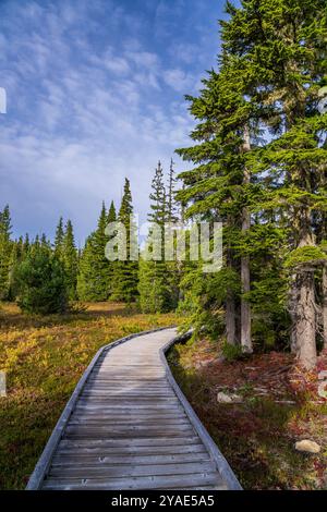 Der Holzsteg durch Paradise Meadows im Strathcona Provincial Park, British Columbia Stockfoto