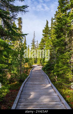 Der Holzsteg durch Paradise Meadows im Strathcona Provincial Park, British Columbia Stockfoto