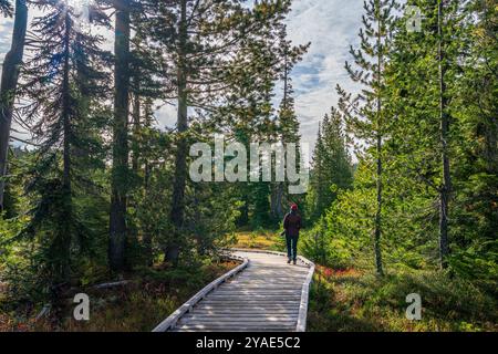 Eine Person, die entlang der hölzernen Promenade durch Paradise Meadows im Strathcona Provincial Park, British Columbia, spaziert Stockfoto