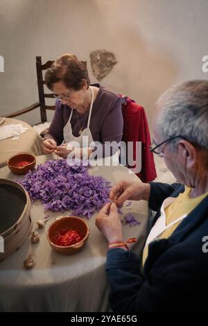 Vorführung zum Sammeln von Safran im Schloss von la Muela, Consuegra, Castilla–La Mancha, Spanien, Europa Stockfoto