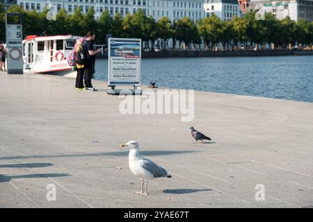 Eine Möwe und Taube auf dem Jungfernstieg in Hamburg. Stockfoto