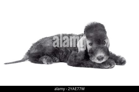 Niedlicher zwei Monate alter Bedlington Terrier Welpe Hund, der im Studio isoliert auf weißem Hintergrund liegt Stockfoto