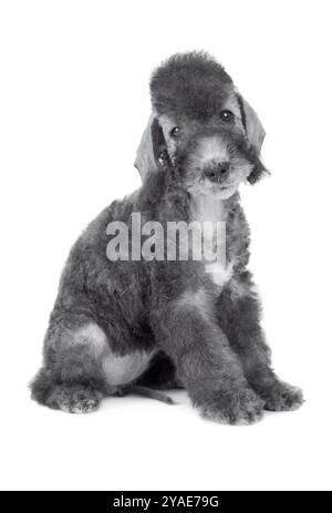 Niedlicher Bedlington Terrier Welpe Hund sitzt im Studio isoliert auf einem weißen Hintergrund Stockfoto