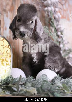 Niedlicher zwei Monate alter Bedlington Terrier Welpe Hund, der auf einem Tisch sitzt, umgeben von Weihnachtsdekorationen Stockfoto