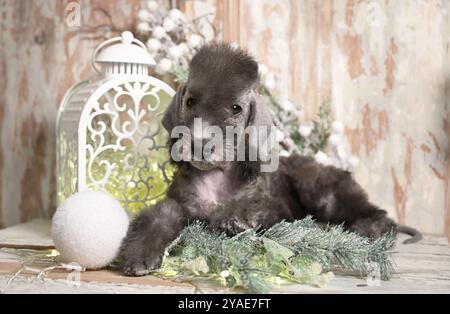 Ein grauer, zweimonatiger Bedlington Terrier-Welpe liegt auf einem Tisch, umgeben von Weihnachtsdekorationen Stockfoto