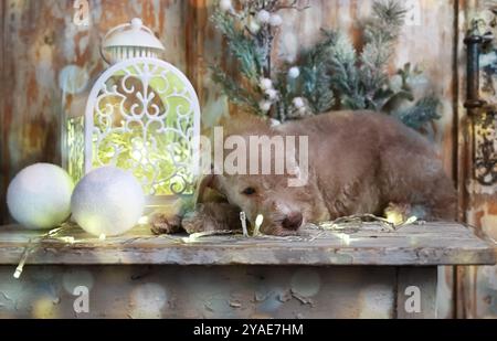 Zwei Monate alter Bedlington Terrier Welpe Hund schläft auf einem Tisch umgeben von Weihnachtsdekoration Stockfoto