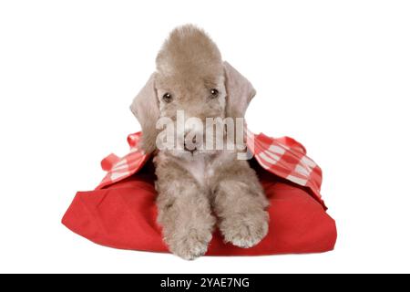 Sweet Bedlington Terrier Welpe Hund liegt auf einem roten Kissen im Studio isoliert auf einem weißen Hintergrund Stockfoto