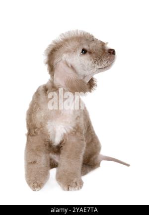 Schöner beiger Bedlington Terrier Welpe Hund sitzt isoliert auf einem weißen Hintergrund Stockfoto