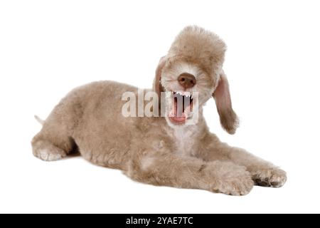 Beige Bedlington Terrier Welpe Hund im Studio mit weit geöffnetem Mund isoliert auf weißem Hintergrund Stockfoto