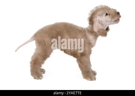 Beige Bedlington Terrier Welpe, die in klassischer Haltung auf weißem Hintergrund steht Stockfoto