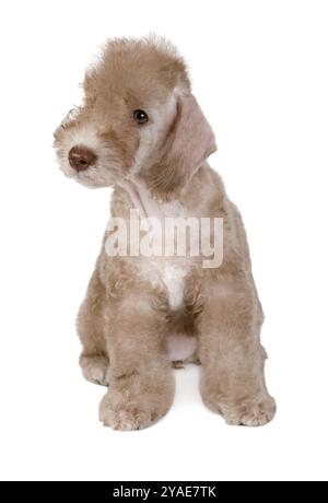 Beige Bedlington Terrier Welpe Hund sitzt isoliert auf einem weißen Hintergrund Stockfoto