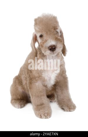 Reinrassiger beiger Bedlington Terrier Welpe, der isoliert auf einem weißen Hintergrund sitzt Stockfoto